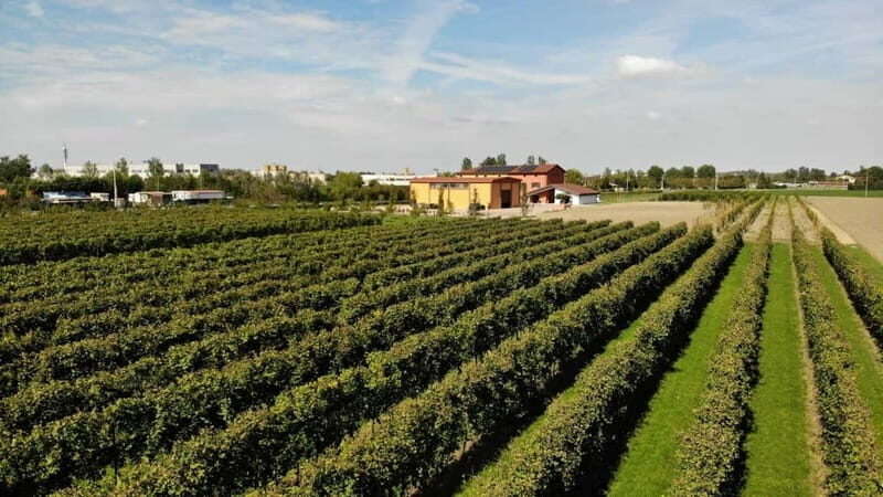 Modena: guided tour and tasting of superb Balsamic Vinegar - Who Should Consider This Tour?