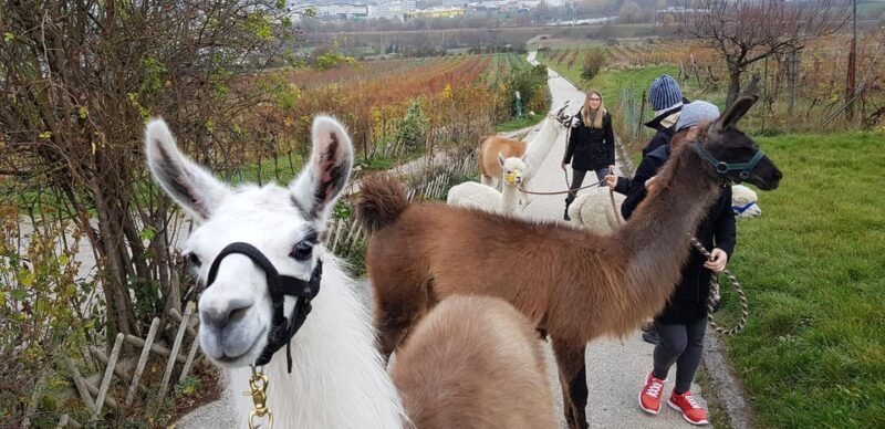 Mödling/Vienna: Scenic Guided Hike with Alpacas and Llamas - A Detailed Look at the Experience