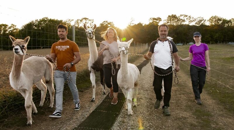 Mödling/Vienna: Scenic Guided Hike with Alpacas and Llamas - What’s Included and What to Keep in Mind