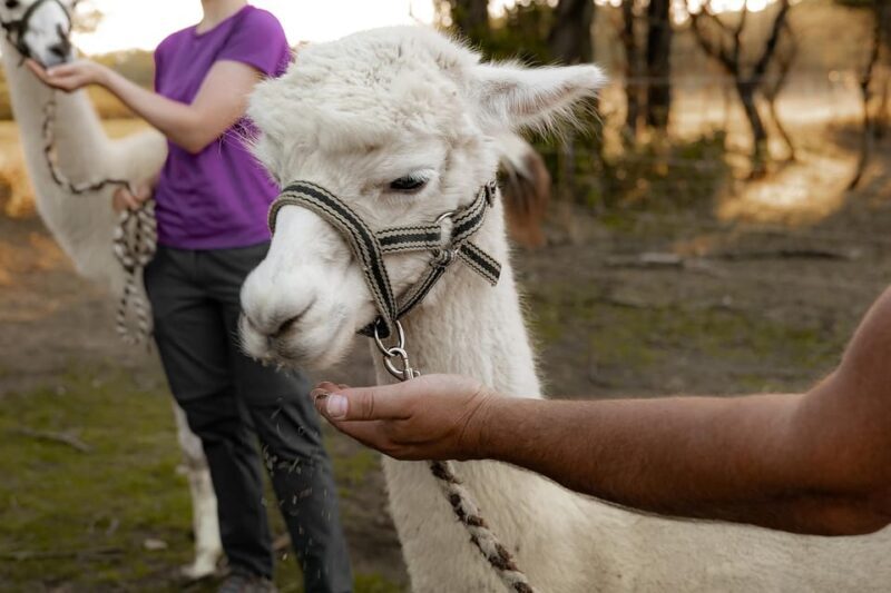 Mödling/Vienna: Scenic Guided Hike with Alpacas and Llamas - Why This Tour Works Well