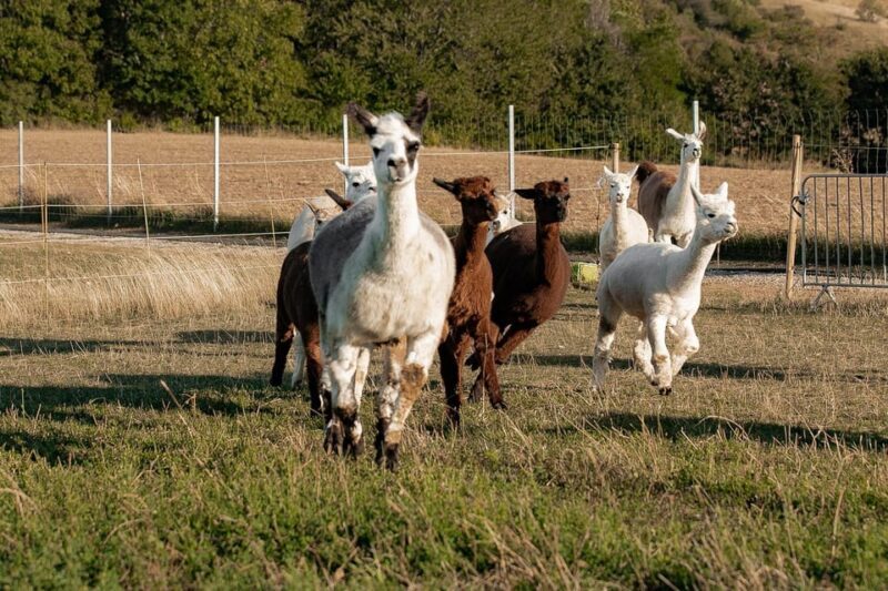 Mödling/Vienna: Scenic Guided Hike with Alpacas and Llamas - Final Thoughts