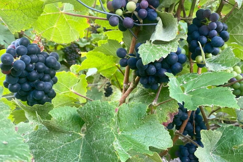 Moet et Chandon Veuve Clicquot Pommery Private Champagne - An In-Depth Review of the Champagne Private Tour