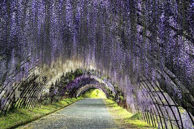 Mojiko Retro, Kawachi Wisteria and Shiranoe Gardens Tour YokaBus - An In-Depth Look at the Fukuoka Highlights