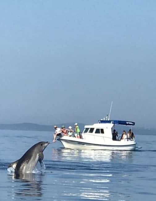 Molat Island Dolphin Watching Boat Tour 6hours TOUR - FAQ
