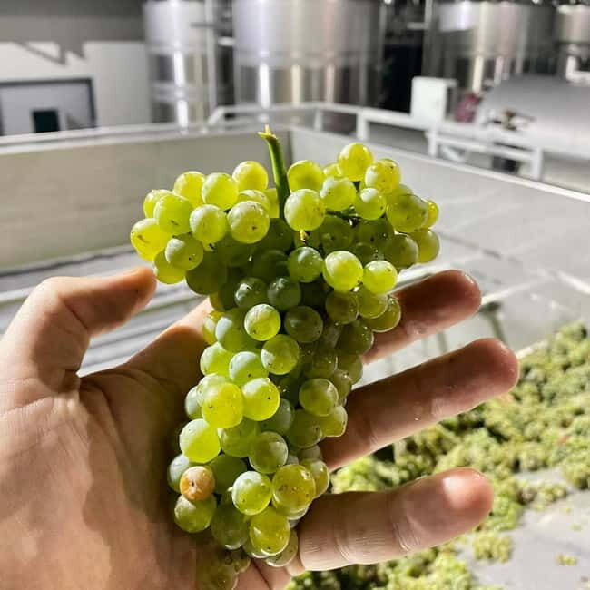 Moldova: Wine tour to Miletii Mici cellar with Tasting - Who Is This Tour Best For?