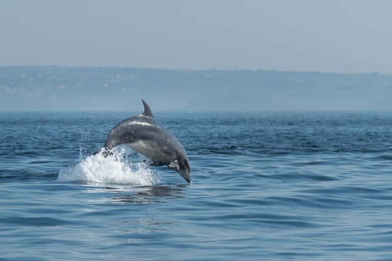 Molène Archipelago: Sea trips departing from Crozon. Seals, dolphins, - Authentic Experiences & Honest Insights