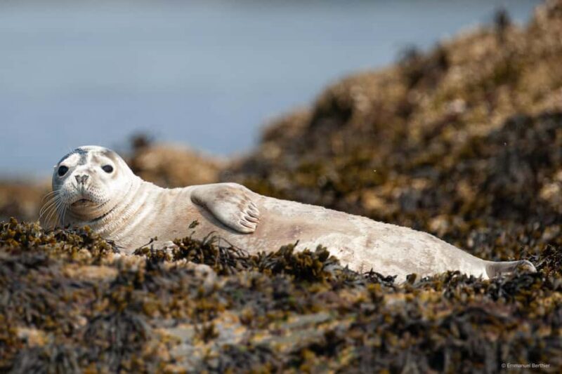 Molène Archipelago: Sea trips departing from Crozon. Seals, dolphins, - Final Thoughts