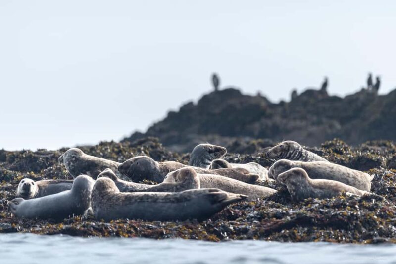 Molène Archipelago: Sea trips departing from Crozon. Seals, dolphins, - FAQ