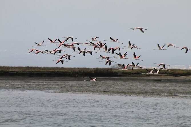 Moliceiro boat trip, with experience in bivalves harvesting - Practical Details: What Travelers Should Know