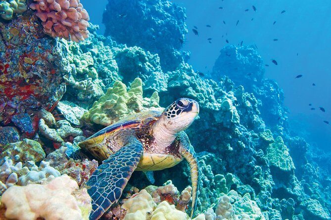 Molokini & Turtle Adventure: Small Group from Ma'alaea Harbor - The Sum Up