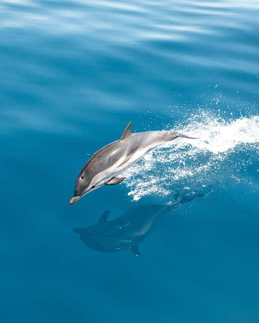 Monaco : Cetacean Watching Boat Cruise - Key Points