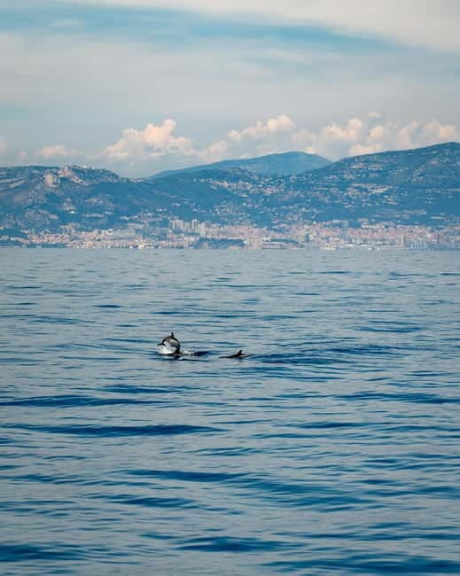 Monaco : Cetacean Watching Boat Cruise - Practical Details & What to Bring
