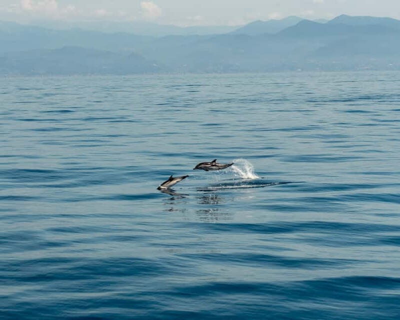 Monaco : Cetacean Watching Boat Cruise - Is This Tour Worth It?