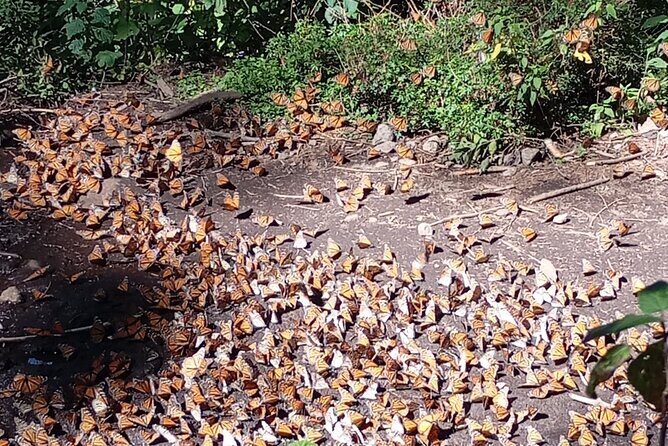 Monarch Butterflies El Rosario Preserve from Mexico City - Key Points