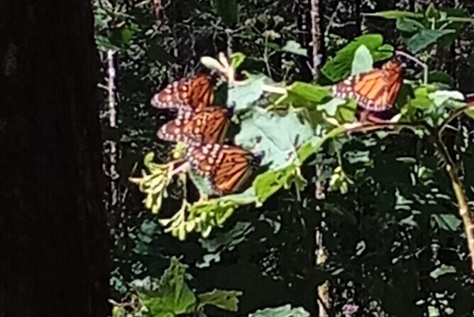 Monarch Butterflies El Rosario Preserve from Mexico City - An In-Depth Look at the Tour