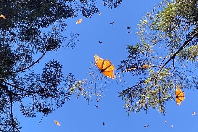 Monarch Butterflies Experience - Authentic Experiences and What Travelers Say