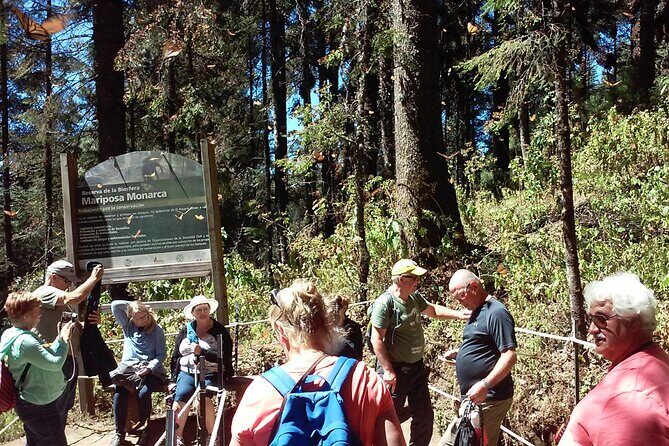 Monarch Butterfly group tour. Join me to watch #butterflies - Authentic Experiences and Traveler Feedback