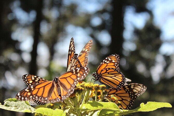 Monarch Butterfly Reserve: Piedra Herrada Magical Valle de Bravo - The Itinerary Explained