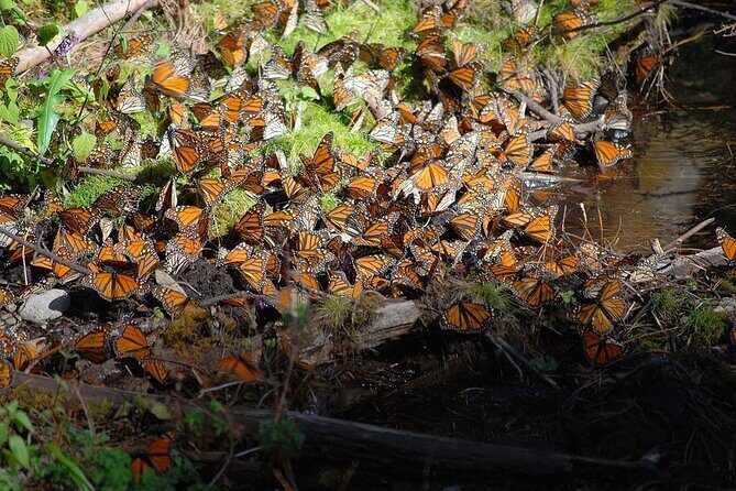 Monarch Butterfly Reserve: Piedra Herrada Magical Valle de Bravo - Who Should Consider This Tour?