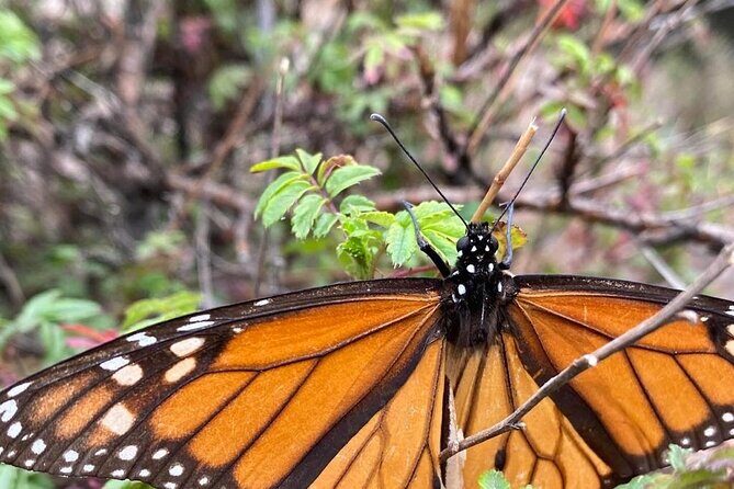 Monarch Butterfly Reserve: Piedra Herrada Magical Valle de Bravo - FAQ