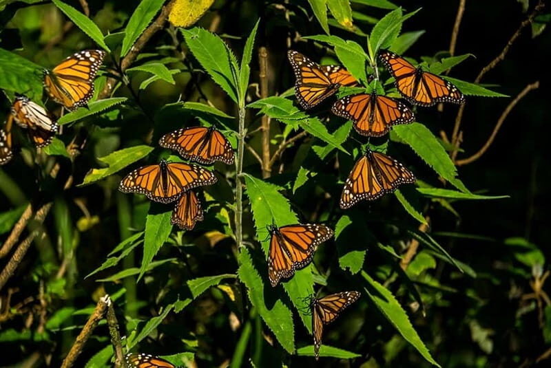 Monarch Butterfly Sanctuary Tour from Mexico City - Key Points