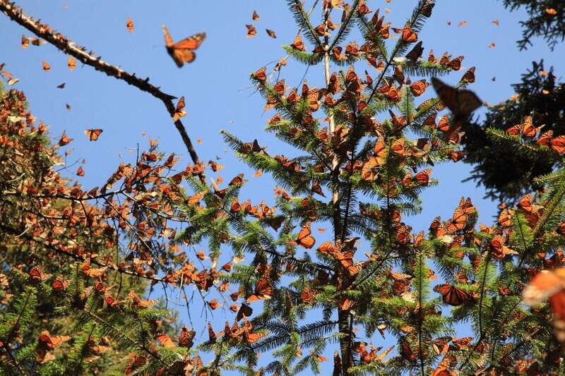 Monarch Butterfly Sanctuary Tour from Mexico City - What to Expect on the Tour