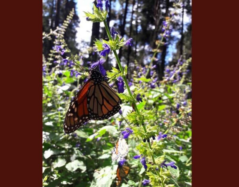 Monarch Butterfly - The Sum Up