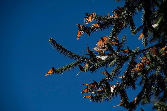 Monarch Butterfly Tour (Departing from Morelia) - Detailed Breakdown of the Itinerary