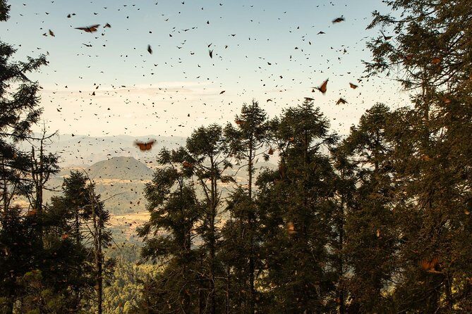 Monarch Butterfly Tour (Departing from Morelia) - Pricing & Value