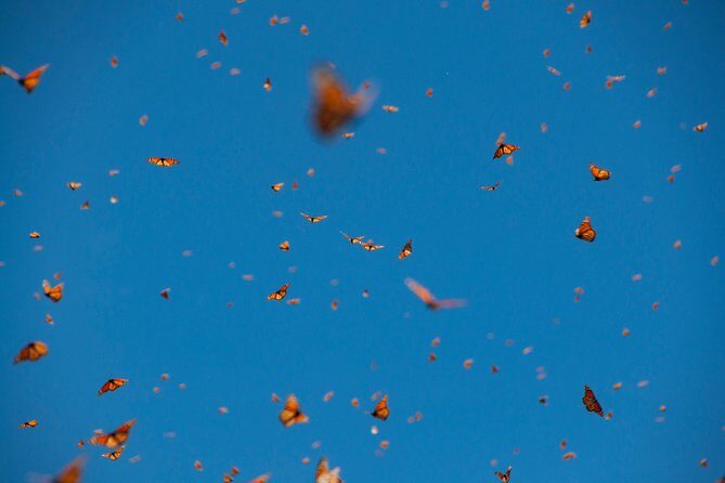 Monarch Butterfly Tour (Departing from Morelia) - Who Will Love This Tour?