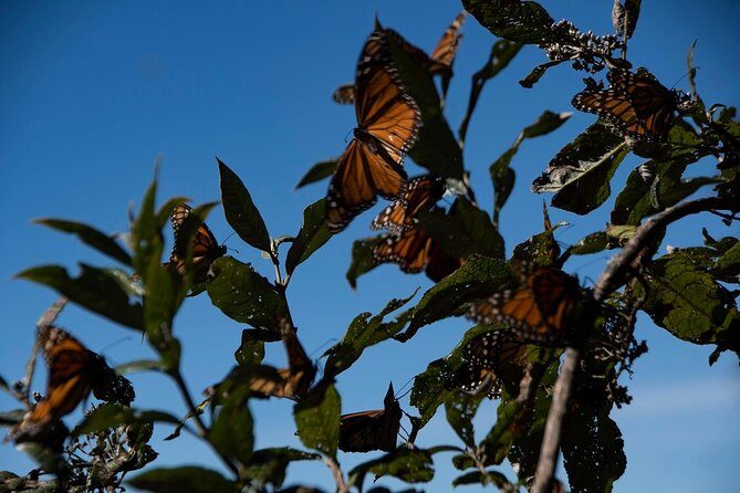 Monarch Butterfly Tour (Departing from Morelia) - FAQ