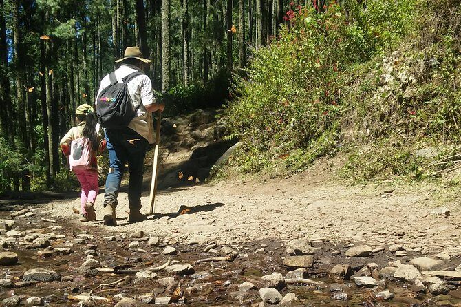 Monarch Butterfly Tour from Mexico City - The Journey to the Monarch Butterfly Sanctuary