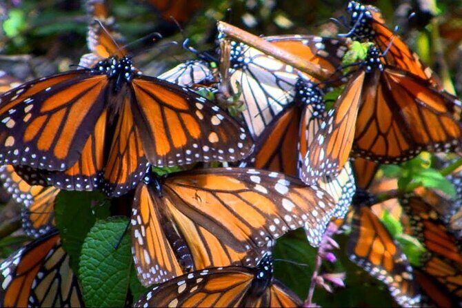 Monarch Butterfly Tour Mexico: Sierra Chuincua and Magic Town - Who Should Consider This Tour?