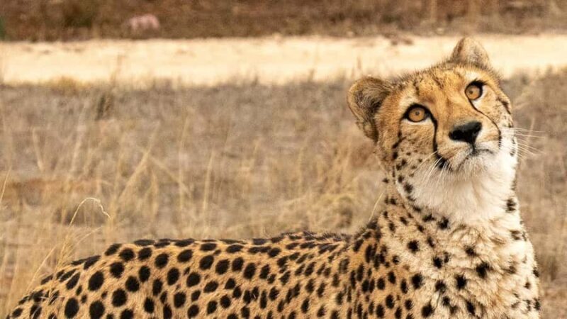 Monarto Safari Park: Cheetah Experience - Key Points