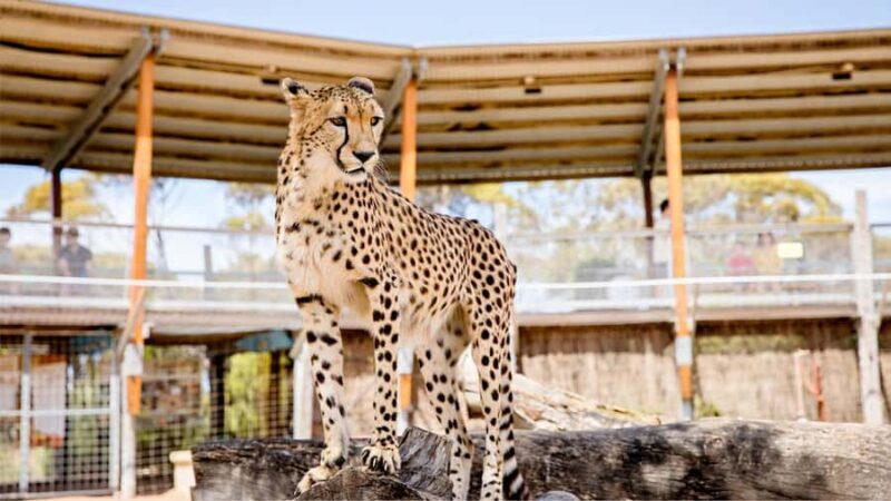 Monarto Safari Park: Cheetah Experience - Is It Worth It?