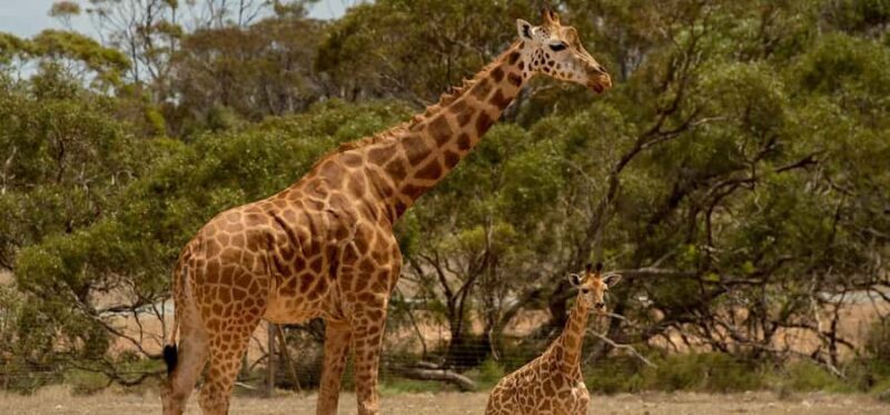 Monarto Safari Park: Keeper for a Day - Introducing the Experience