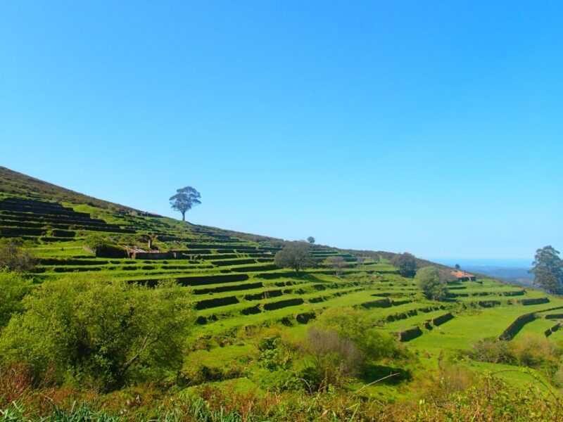 Monchique and Fóia: Half Day Tour - Exploring the Monchique and Fóia Half Day Tour: A Detailed Look