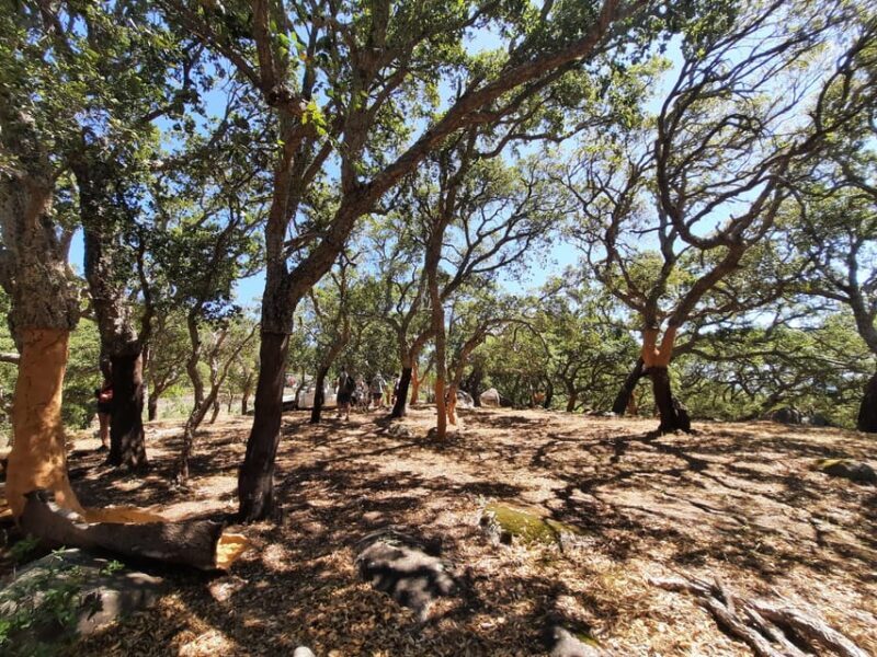 Monchique & Silves: guided day trip - Cost & Value Analysis