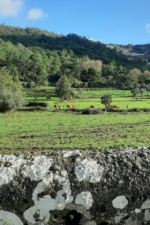 Monchique & Silves: guided day trip - Final Thoughts: Who Should Book This Tour?