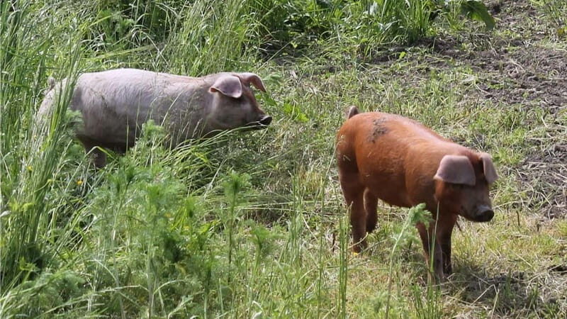 Mondsee: SEGWAY Easy Tour (1.0 hours) - FAQ