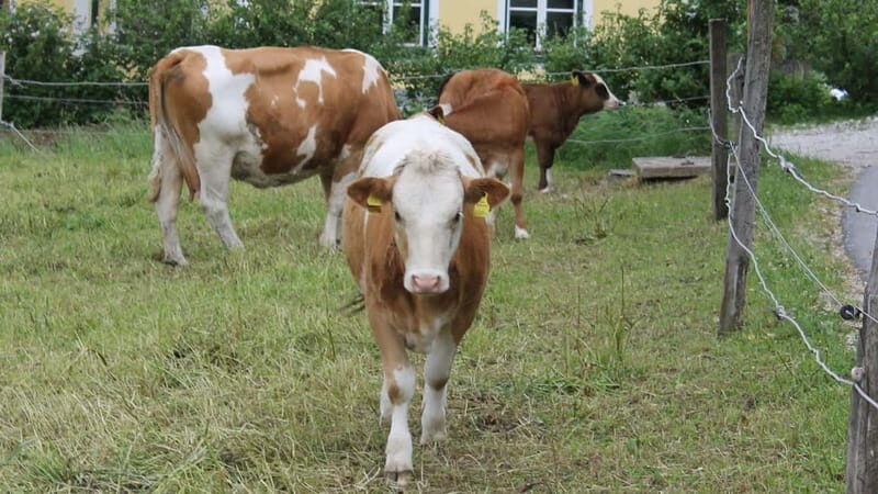 Mondsee: SEGWAY Irrsee tour (2.5 hours) - An In-Depth Look at the Mondsee: SEGWAY Irrsee Tour