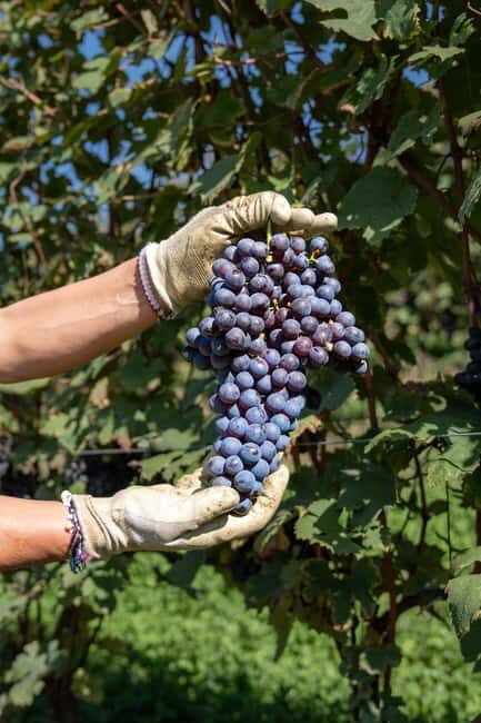 Monforte d'Alba: 7 glasses of Langhe with visit to Winery and Vineyards - Key Points