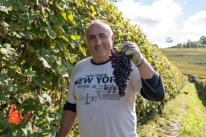 Monforte d'Alba: 7 glasses of Langhe with visit to Winery and Vineyards - A Close Look at the Experience