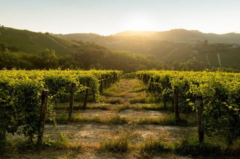 Monforte d'Alba: Barolo Tasting, Vineyard & Cellar Visit - Practical Details & Tips