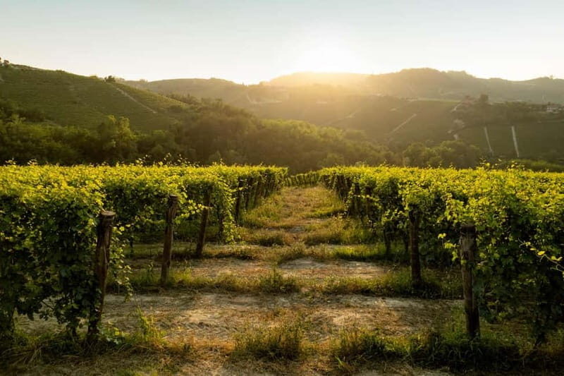 Monforte d'Alba: Wine Tasting, Cellar Visit, and Vineyard Tour - Practical Information and Tips