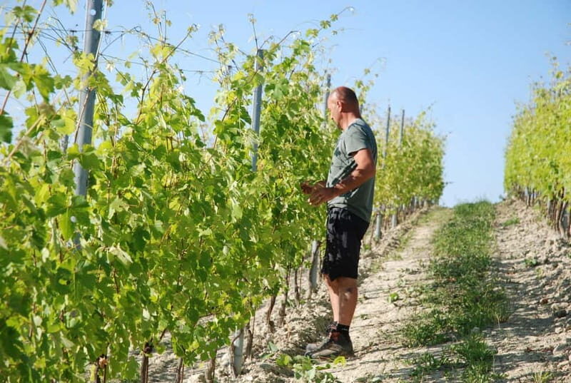 Monforte d'Alba: Wine Tasting, Cellar Visit, and Vineyard Tour - Final Thoughts: Is This Tour for You?