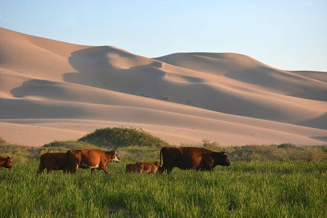Mongolian Gobi Desert and Terelj Private Tour - The Practical Side: What You Should Know
