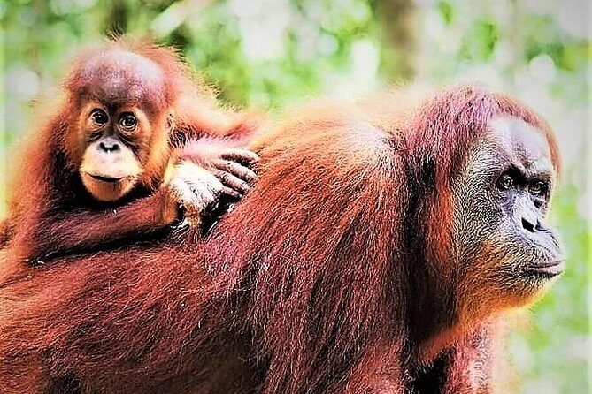 Monkey Business 2 days - 1 night Jungle Trekking (including rafting) - A Deep Dive into the Jungle Trekking Experience