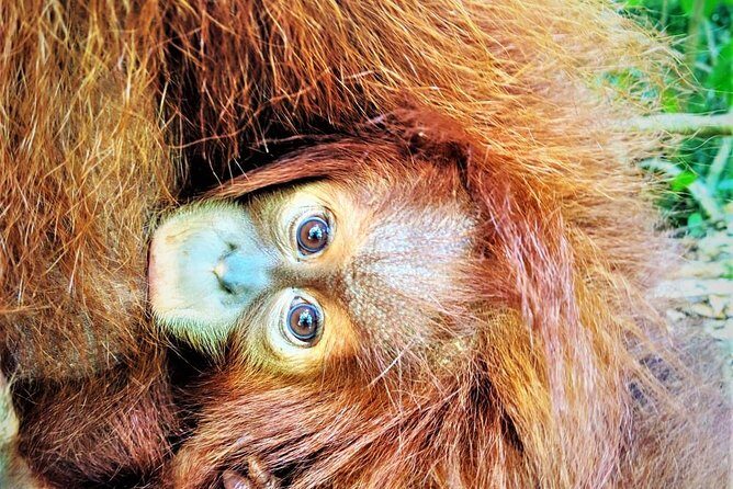 Monkey Business 2 days - 1 night Jungle Trekking (including rafting) - FAQ