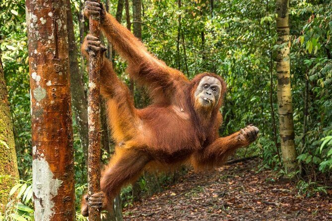 Monkey Business 3 days - 2 nights Jungle trekking (including rafting) - The Experience in Detail: What You’ll Really Get